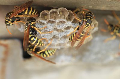 Bees and Wasp Removal Company