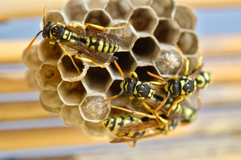 bee and wasp removal