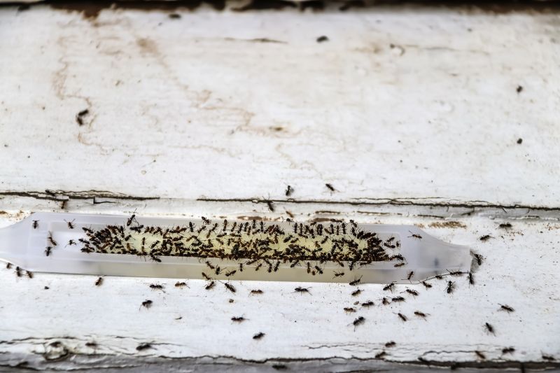 Ant Control Service in Rockwall, TX