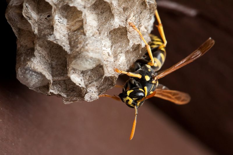 Bee And Wasp Removal