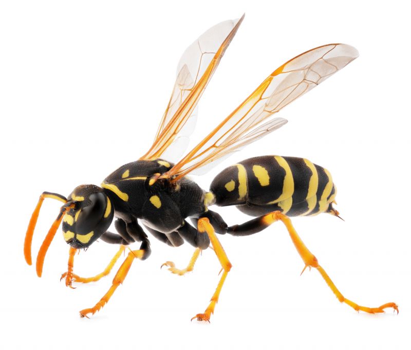 Bee And Wasp Removal