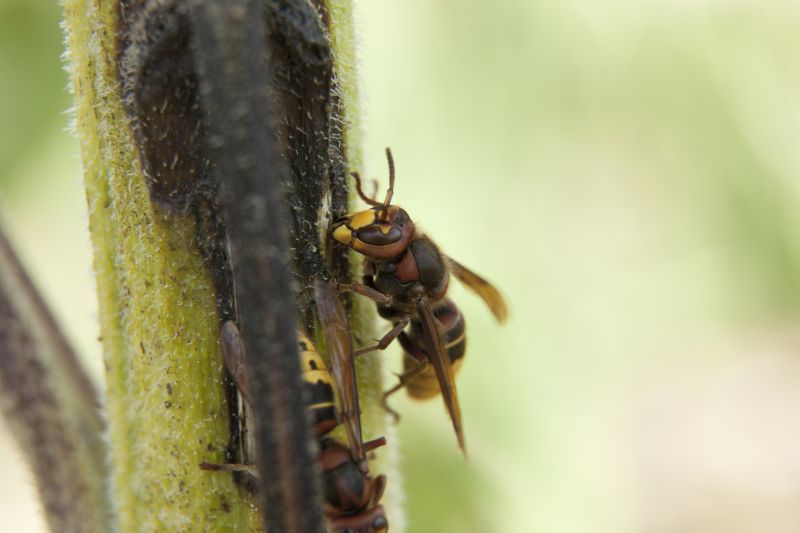 Bee And Wasp Removal