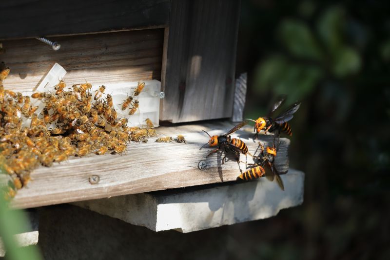 Products For Bee And Wasp Removals in use