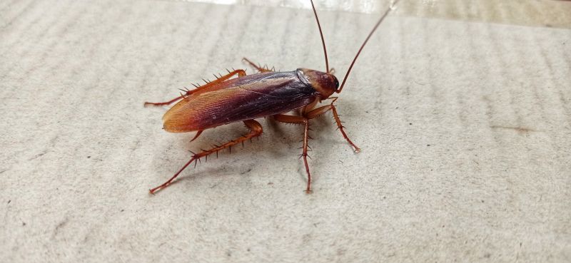Roach Fumigation in Woodbridge, VA