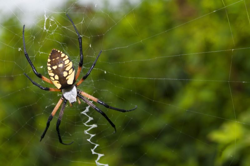 Spider Fumigation Service in Coeur D Alene, ID