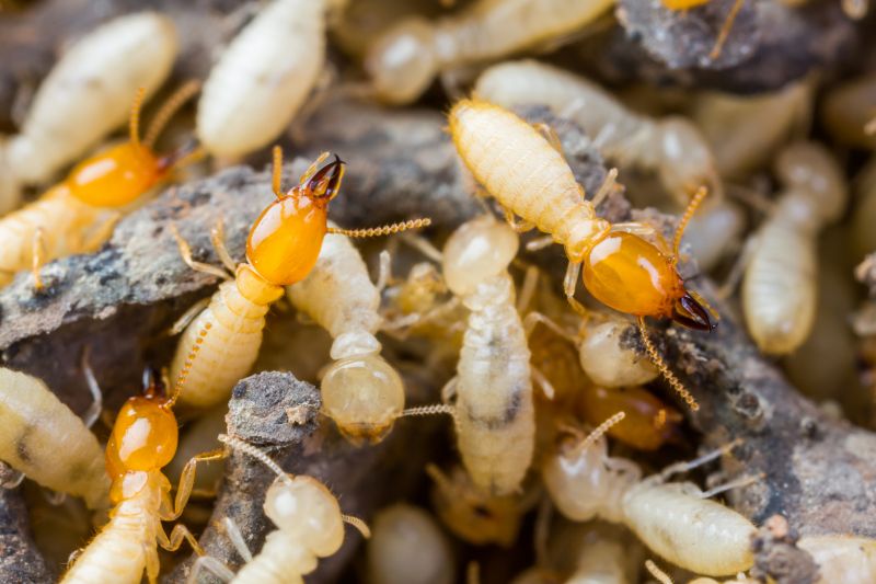 Termite Tenting in Naperville, IL