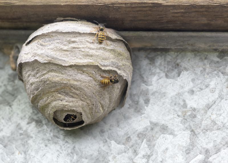 bee and wasp removal